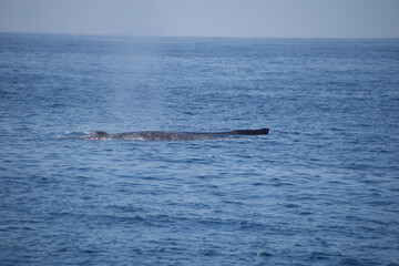 Naklejka premium humpback tail