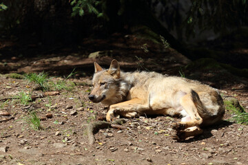 Wolf / Wolf / Canis lupus