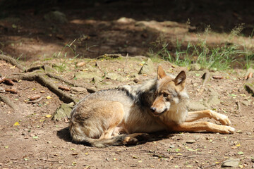 Wolf / Wolf / Canis lupus