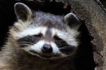 Waschbär / Raccoon / Procyon lotor