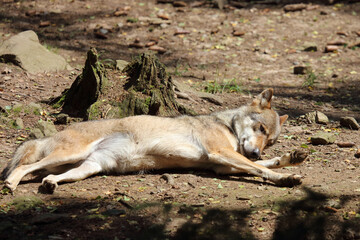 Wolf / Wolf / Canis lupus