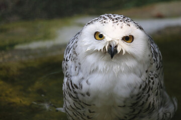 Schnee-Eule / Snowy owl / Bubo scandiacus