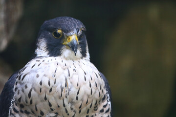 Wanderfalke / Peregrine falcon / Falco peregrinus