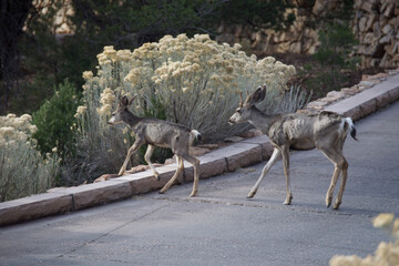 deer in the woods