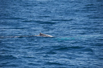 Fototapeta premium humpback tail
