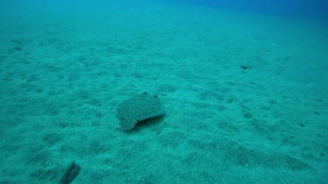 Flat fish swimming on the  bottom of ocean