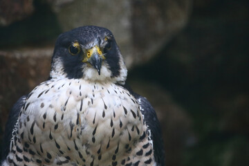 Wanderfalke / Peregrine falcon / Falco peregrinus