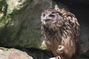 Uhu / Eurasian eagle-owl / Bubo bubo