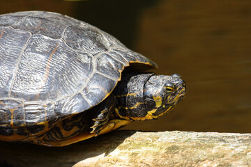 Europäische Sumpfschildkröte / European pond turtle / Emys orbicularis