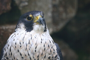 Wanderfalke / Peregrine falcon / Falco peregrinus