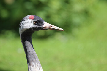 Grauer Kranich / Common crane / Grus grus