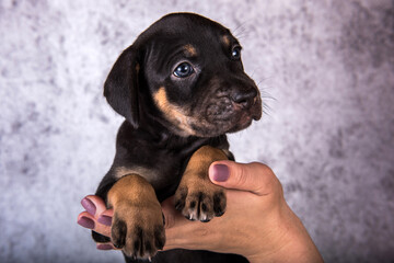 Louisiana Catahoula Leopard Dog puppy on hands