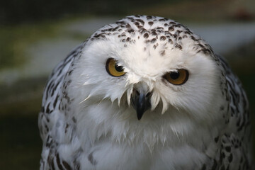 Schnee-Eule / Snowy owl / Bubo scandiacus