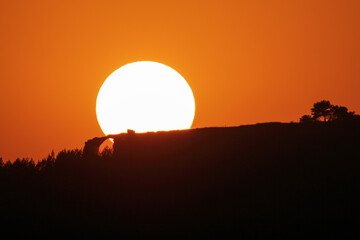 A large solar disk sets behind the mountains and the forest on the horizon. Red sunset sky.