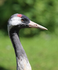 Grauer Kranich / Common crane / Grus grus