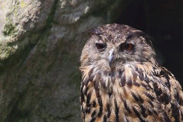 Uhu / Eurasian eagle-owl / Bubo bubo