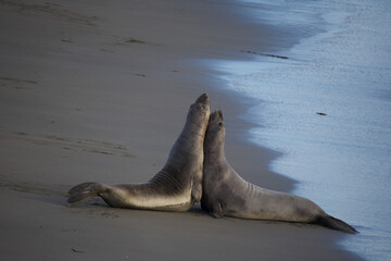 Fototapeta premium sea lion on beach