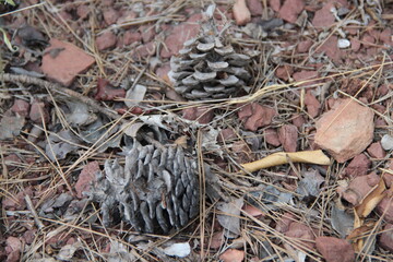 pine cones in the forest