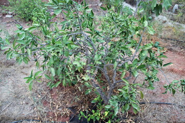 Orange tree during summer time in Mediterranean area