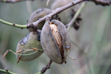 Almonds growing on a tree before harvesting