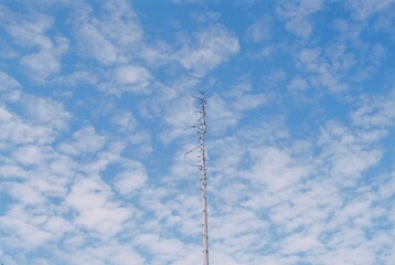 Dying tree and a blue sky