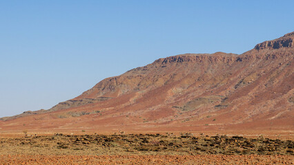 Fototapeta na wymiar A herd of springbok on a ridge in Kaokoveld, Namibia