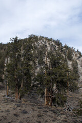 pine tree in the mountains