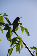 bird on a branch