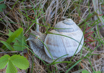 Closeup of white Helix pomatia snail in the dry and green grass. Focus on snail's head