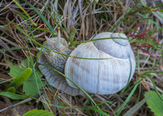 Closeup of white Helix pomatia snail in the dry and green grass. Focus on snail's head