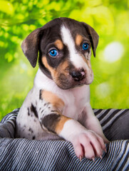 Louisiana Catahoula Leopard Dog puppy close up portrait