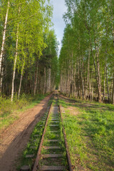 Old railway and birch tree alley by Baloži peat museum railway on spring evening in Latvia. 