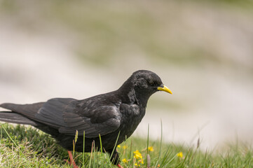 An Alpine chough ,Pyrrhocorax graculus or chova piquigualda, a black bird of the crow family, in the mountains of fuente de, cantabria, north of spain