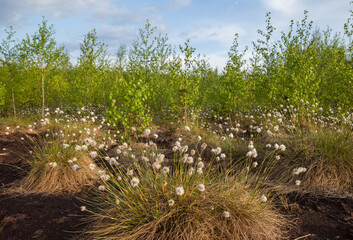 Peat bog with the cotton-grass and small birch trees on it in previous peat fields in Baloži,...