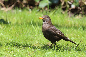 Amsel oder Schwarzdrossel / Blackbird / Turdus merula