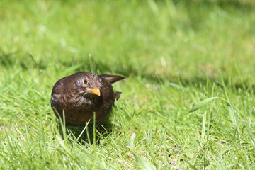 Amsel oder Schwarzdrossel / Blackbird / Turdus merula