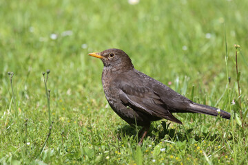 Obraz premium Amsel oder Schwarzdrossel / Blackbird / Turdus merula