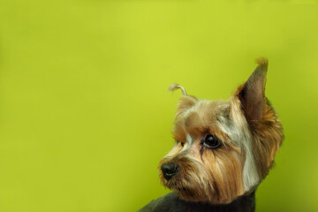 The head of a trimmed Yorkshire terrier looks to the left against a green background. copy space