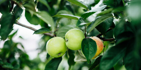 Green apples on apple tree branch. Horizontal green world poster, greeting cards, headers, website