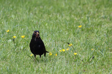 Amsel oder Schwarzdrossel / Blackbird / Turdus merula..
