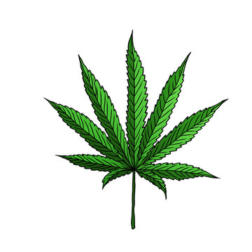 a cannabis. a marijuana leaf vector illustration. colored hand drawn of a hemp leaf graphic element. leaf outline illustration on white background.