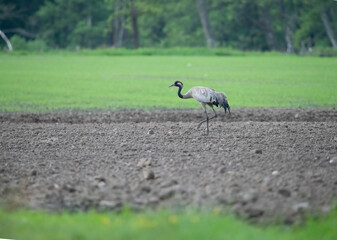 Obraz premium Common Crane feeding in Sweden.