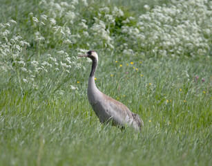 Common Crane feeding in Sweden.