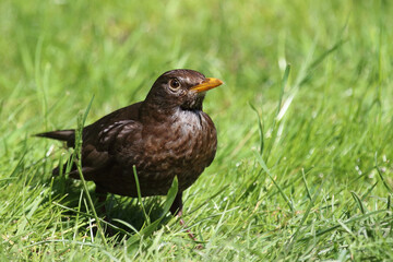 Amsel oder Schwarzdrossel / Blackbird / Turdus merula