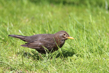 Obraz premium Amsel oder Schwarzdrossel / Blackbird / Turdus merula