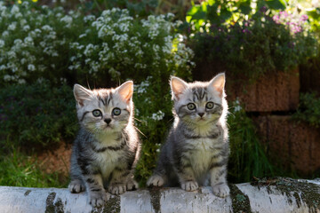 Silber Tabby Britisch Kurzhaar Kittens