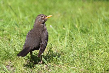 Amsel oder Schwarzdrossel / Blackbird / Turdus merula