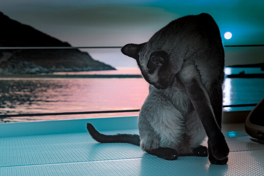 Cat in full moon light cleaning itself on deck of sailing yacht, boat cat on seascape background