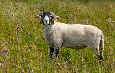 Swaledale ram or tup, facing forward  and free roaming with ewes in natural rough moorland in Keld, Upper Swaledale, Yorkshire Dales.  Facing forward.  Horizontal.  Space for copy.