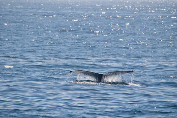 dolphin in the water